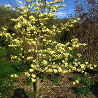 Magnolia brooklynensis « Yellow River »