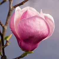 Magnolia de Chine