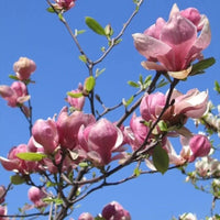 Magnolia de Chine