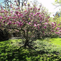 Magnolia de Chine
