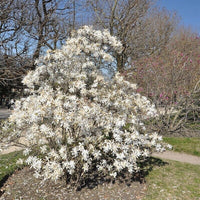 Magnolia étoilé