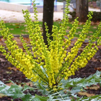 Mahonia