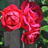 Rosier rouge