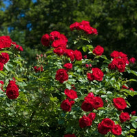 Rosier rouge