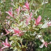 Salix integra « Hakuro-nishiki »