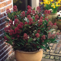 Skimmia japonica « Rubella »