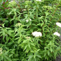 Spiraea japonica « Albiflora »