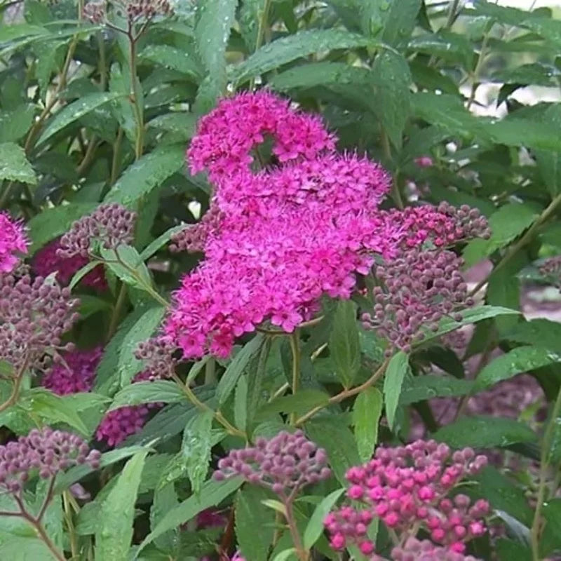 Spiraea japonica « Anthony Waterer »