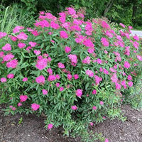 Spiraea japonica « Anthony Waterer »