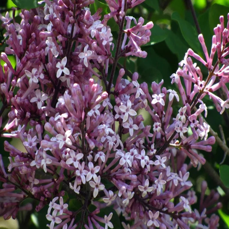 Syringa meyeri « Palibin »
