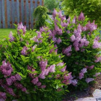 Syringa meyeri « Palibin »