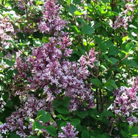 Syringa meyeri « Palibin »