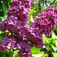Syringa vulgaris « Andenken an Ludwig Spath »