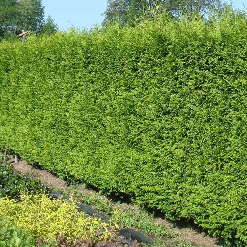 Thuya « Gelderland »