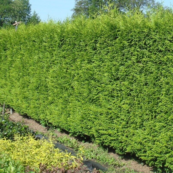 Thuya « Gelderland »