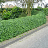 Troène sauvage