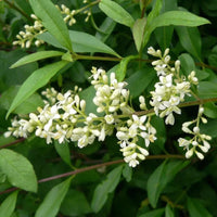 Troène sauvage