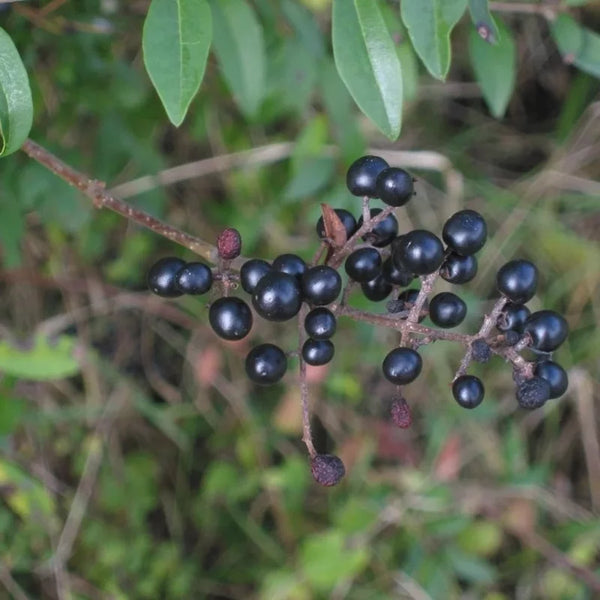 Troène sauvage