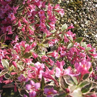 Weigela florida « Monet »