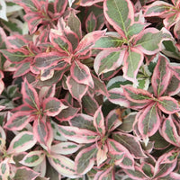 Weigela florida « Monet »